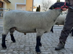 2025 Bilder 1A Tiere &raquo; 2025 Eliteböcke Schwarzkopf & Suffolk